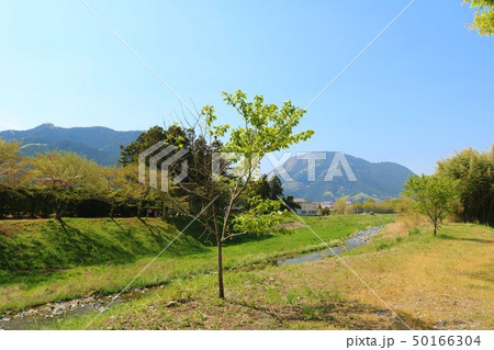 風景　山　川　木　杤木 50166304