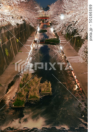 板橋十景、石神井川の夜桜ライトアップ 50166369