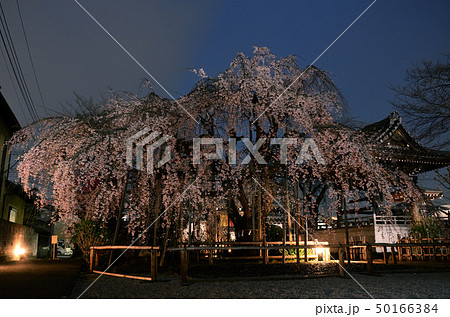 地蔵院の枝垂れ桜 50166384