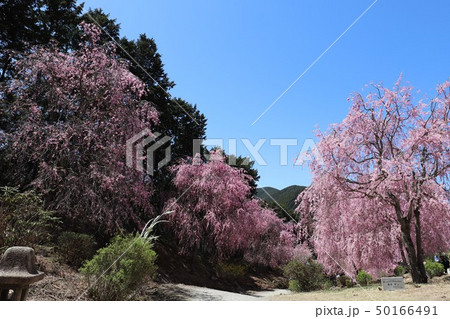 高見の郷　千本のしだれ桜 50166491