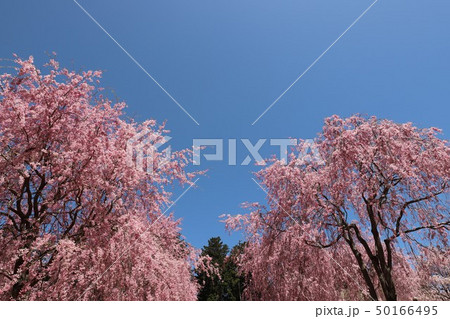 高見の郷　千本のしだれ桜 50166495
