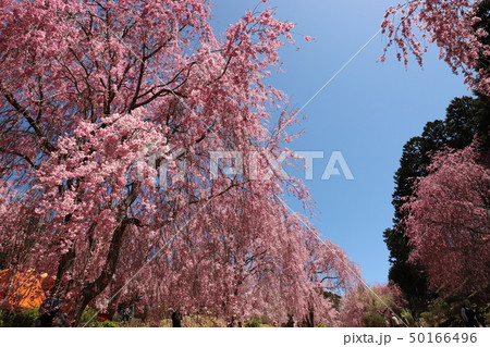 高見の郷　千本のしだれ桜 50166496