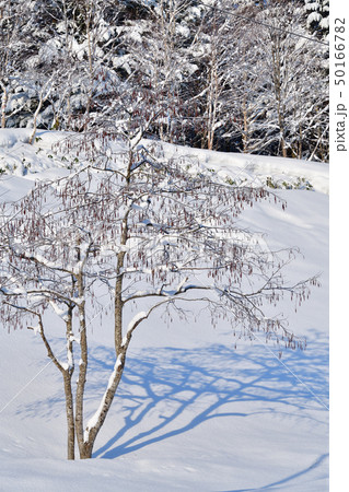 早春の北海道北斗市中山峠で芽が膨らんできた木に雪がかぶっている風景を撮影 50166782