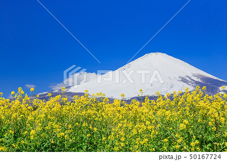 菜の花と富士山の絶景の写真素材