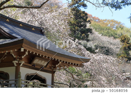 令和の桜 鎌倉の桜 浄智寺境内 令和の桜 鎌倉の桜 浄智寺境内 50168056