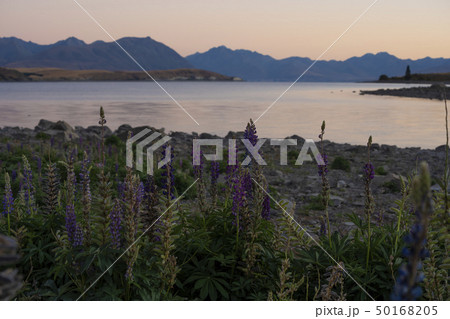 テカポの朝 50168205