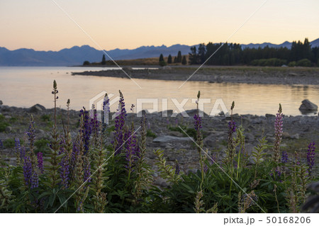 テカポの朝 テカポの朝 50168206