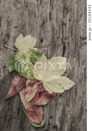 autumn template with colorful leaves on wooden autumn template with colorful leaves on wooden 50168342