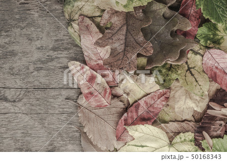 autumn template with colorful leaves on wooden 50168343