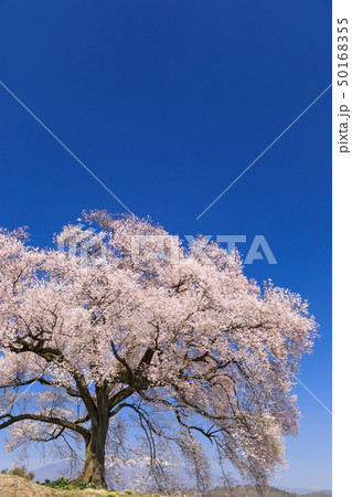 八ヶ岳連峰_わに塚の桜 50168355
