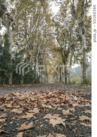 Country road surrounded by trees in autumn 50168360