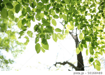 春 緑 木 50168489