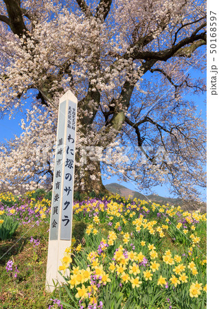 山梨県_わに塚の桜 50168597