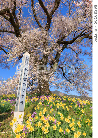 山梨県_わに塚の桜 50168598