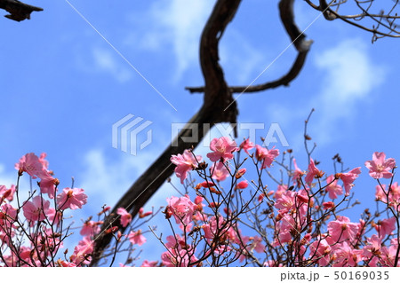 工石山のアケボノツツジ（高知市） 50169035