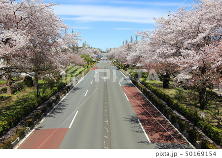 国立市大学通りの桜並木 国立市大学通りの桜並木 50169154