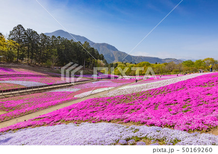 （埼玉県）羊山公園・芝桜の丘 50169260