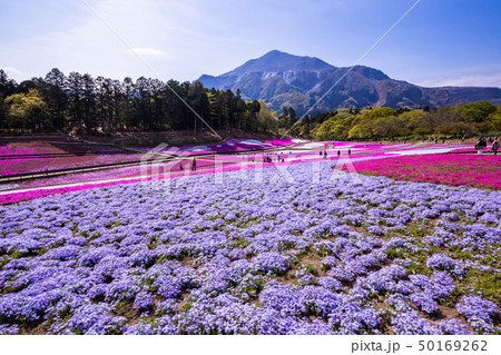 （埼玉県）羊山公園・芝桜の丘 50169262