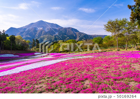 （埼玉県）羊山公園・芝桜の丘 50169264