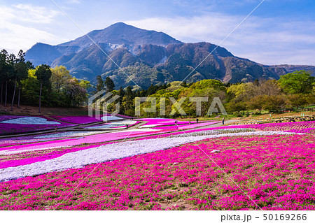 （埼玉県）羊山公園・芝桜の丘 50169266