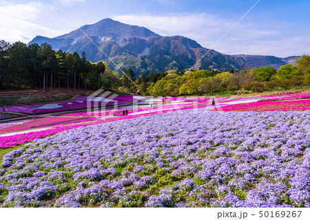 (埼玉県)羊山公園・芝桜の丘 (埼玉県)羊山公園・芝桜の丘 50169267