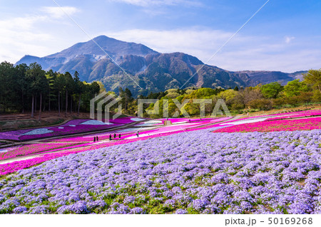 (埼玉県)羊山公園・芝桜の丘 (埼玉県)羊山公園・芝桜の丘 50169268