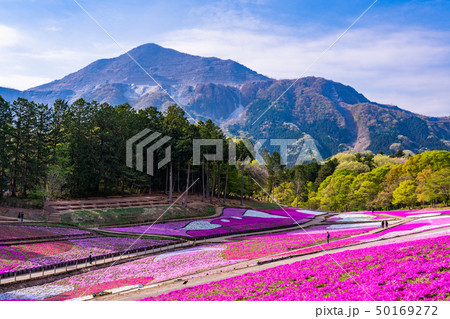 （埼玉県）羊山公園・芝桜の丘 50169272