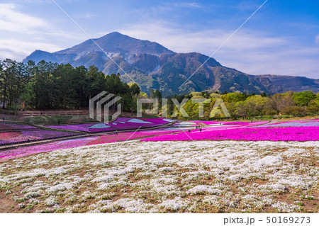 （埼玉県）羊山公園・芝桜の丘 50169273