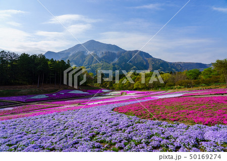 （埼玉県）羊山公園・芝桜の丘 50169274