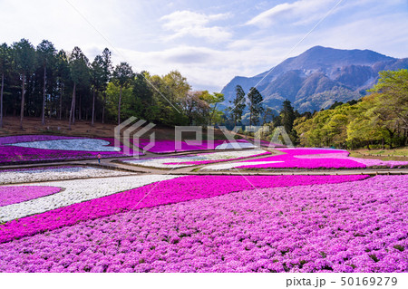 （埼玉県）羊山公園・芝桜の丘 50169279
