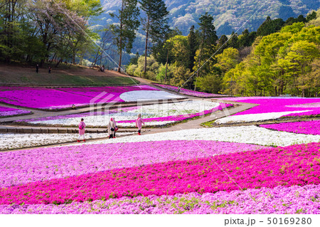 (埼玉県)羊山公園・芝桜の丘 (埼玉県)羊山公園・芝桜の丘 50169280