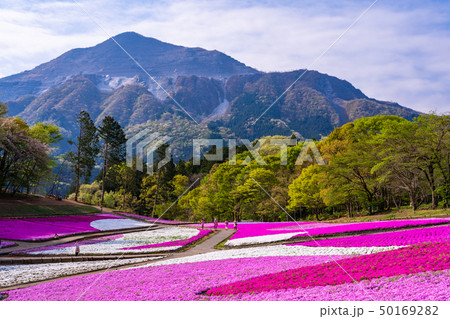 （埼玉県）羊山公園・芝桜の丘 50169282