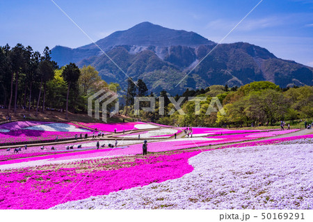 （埼玉県）羊山公園・芝桜の丘 50169291