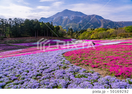 （埼玉県）羊山公園・芝桜の丘 50169292