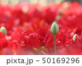 チューリップ 50169296