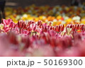 チューリップ 50169300