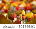 チューリップ 50169301