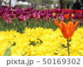 チューリップ 50169302