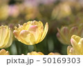 チューリップ 50169303
