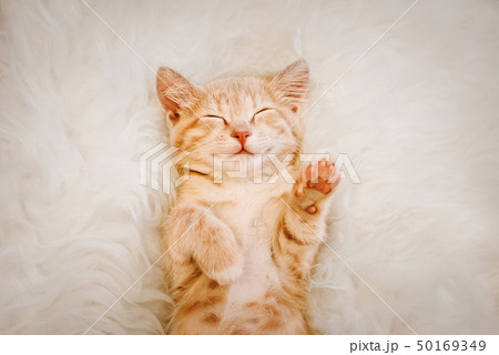 Cute, red kitten is sleeping on his back and smiling, paws up. Concept of sleep and good morning. Cute, red kitten is sleeping on his back and smiling, paws up. Concept of sleep and good morning. 50169349