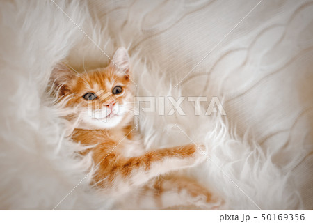 Cute, Ginger kitten lying in the morning on a fur blanket. Concept of cozy Hyugge and good morning. Cute, Ginger kitten lying in the morning on a fur blanket. Concept of cozy Hyugge and good morning. 50169356