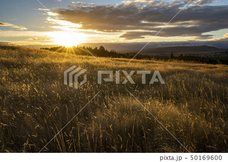 ニュージーランドの大自然　夕暮れ 50169600