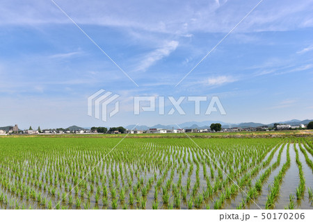 梅雨の中休み 早苗の頃 梅雨の中休み 早苗の頃 50170206