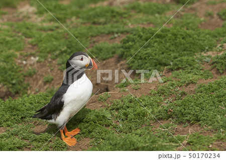Atlantic Puffin 50170234