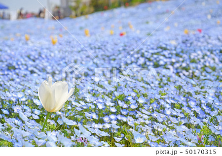 ネモフィラの花が咲き誇る大阪まいしまシーサイドパークの風景 50170315