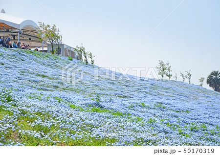 ネモフィラの花が咲き誇る大阪まいしまシーサイドパークの風景 50170319
