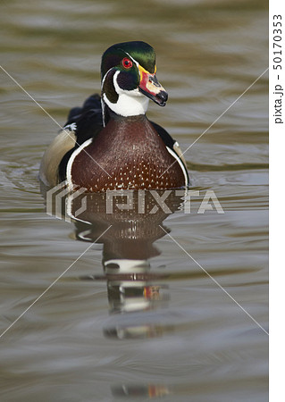 Wood Duck  50170353