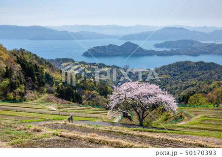 松尾の一本桜 50170393