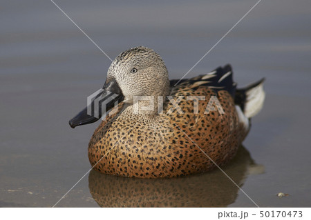 Red Shoveler Red Shoveler 50170473