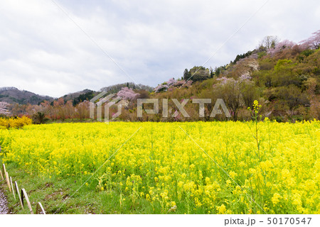 花見山公園の菜の花畑 50170547